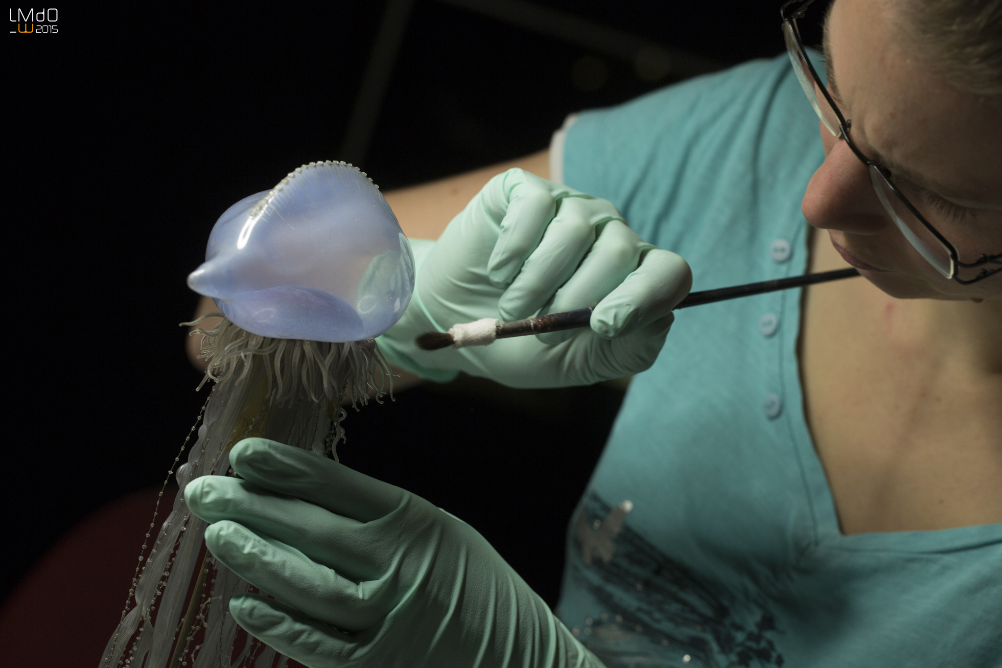 Modèle en verre des Blaschka. Collection de l'Aquarium-Museum de Liège © P. Niset LMDO