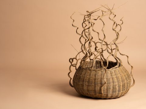 Wonders of Willow